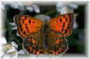butterfly3A.jpg (2818 bytes)