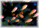 Fish1F.jpg (3039 bytes)
