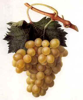 Grapes.jpg