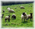 Sheep2F.jpg (2924 bytes)