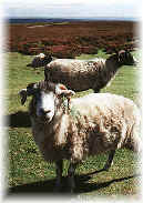 Sheep5.jpg (5417 bytes)