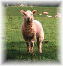 Sheep6F.jpg (3510 bytes)