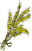 Wheat5.jpg (5526 bytes)